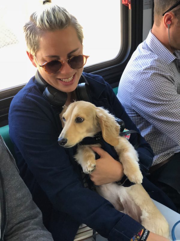 Woman Holding Blond Dachshund In Her Lap