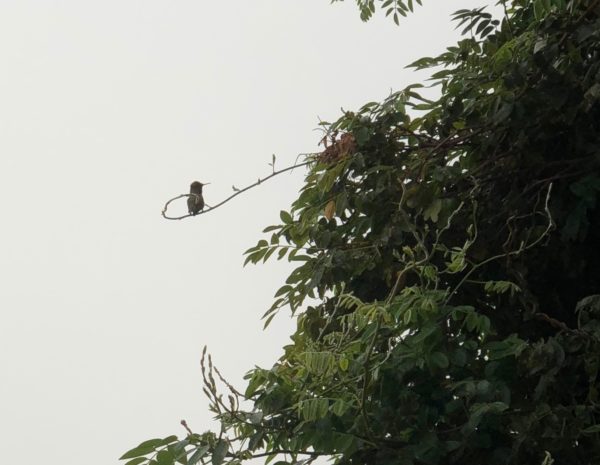 Hummingbird Sitting On A Tendril Of A Bush