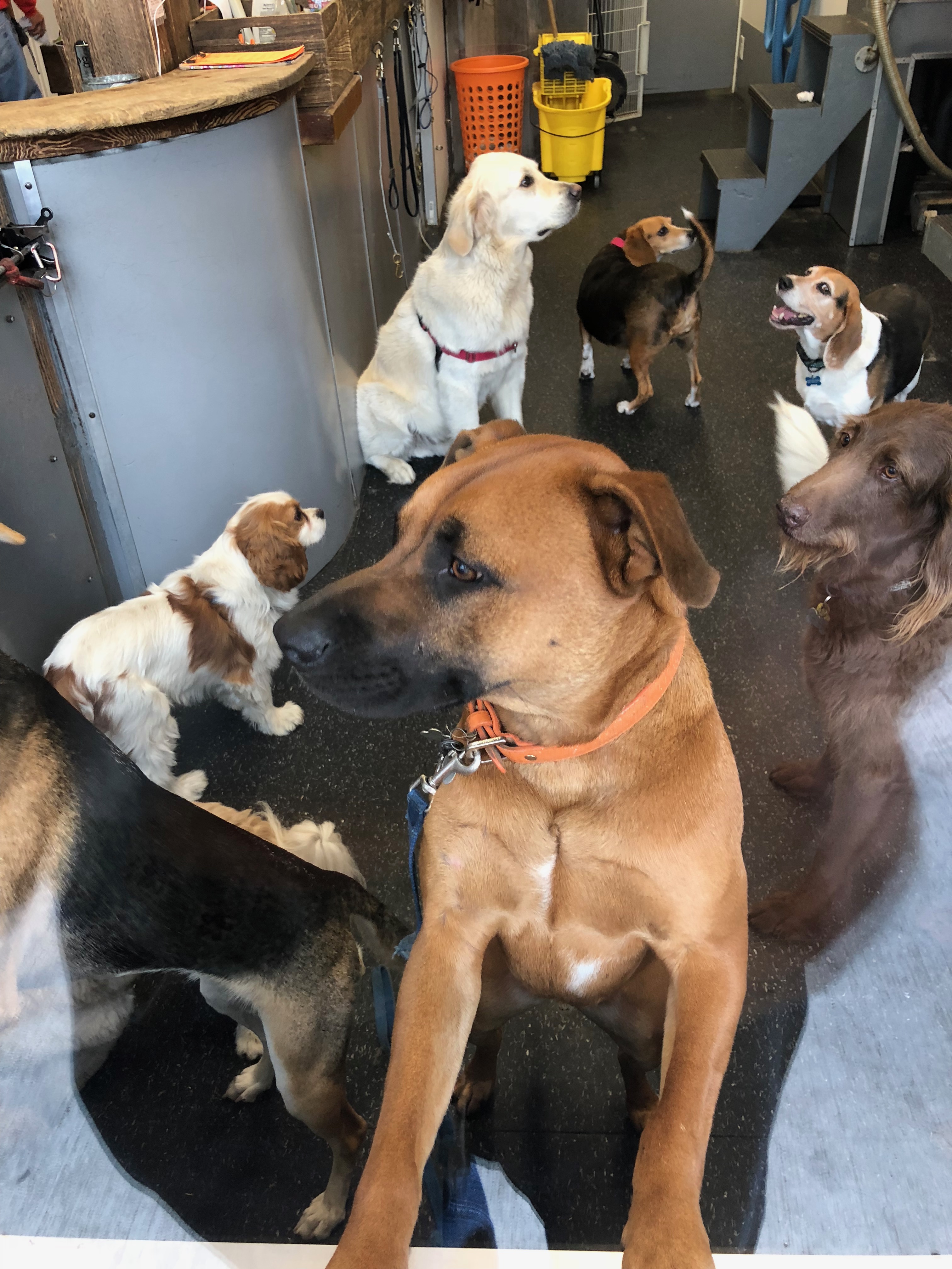 Gaggle Of Dogs At A Grooming Parlor