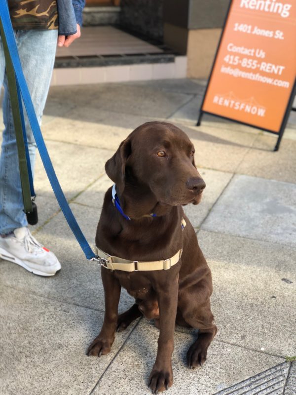 Chocolate Lab Looking Pensive