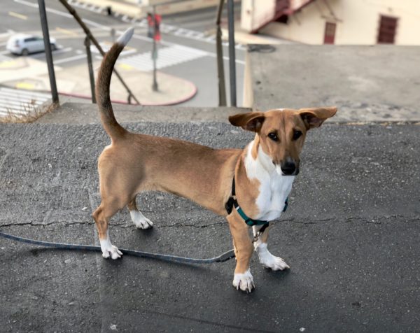 Ridiculous Half Basenji Half Basset With Ears That Stick Straight Out To The Side