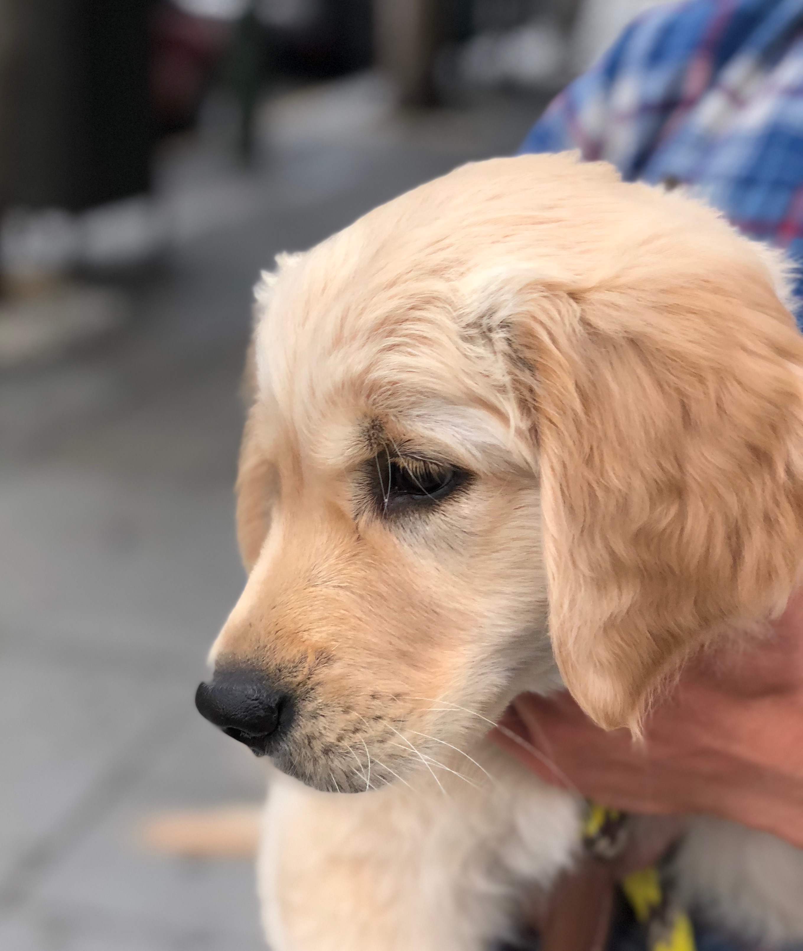 12-Week-Old Golden Retriever Puppy Looking Sad