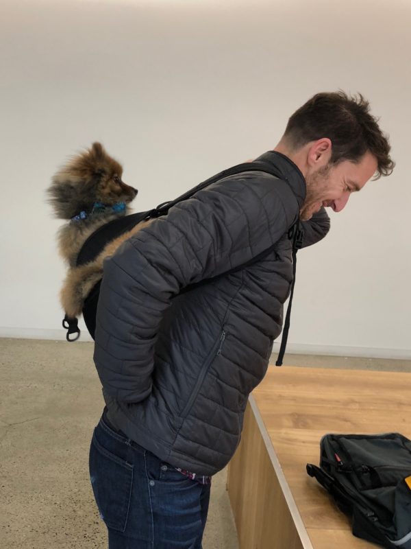 Man With Pomeranian Strapped To His Back