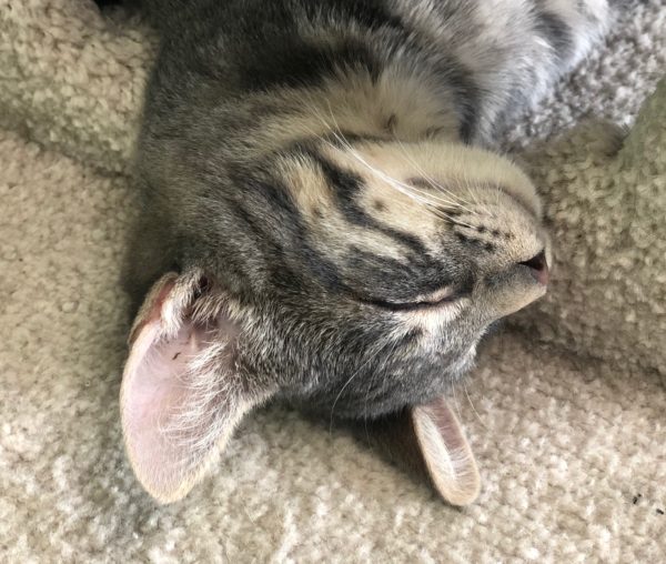 Grey Tiger Tabby Cat Snoozing