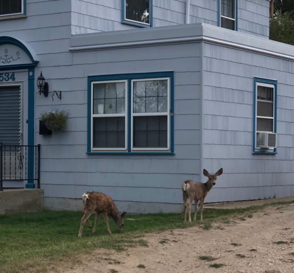 Two Fawns Eating Grass In Someone's Front Yard