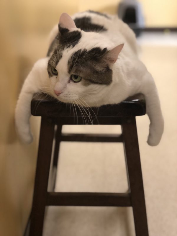 Calico Cat Flopped On Stool
