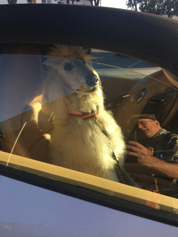 Large Poodle Mix Sitting In A Car