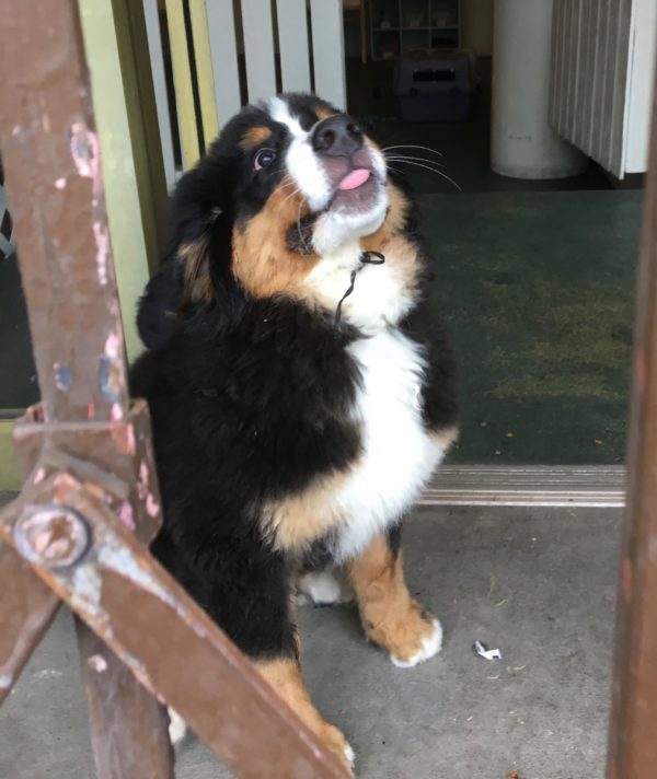Bernese Mountain Dog Puppy Sticking Out Her Tongue