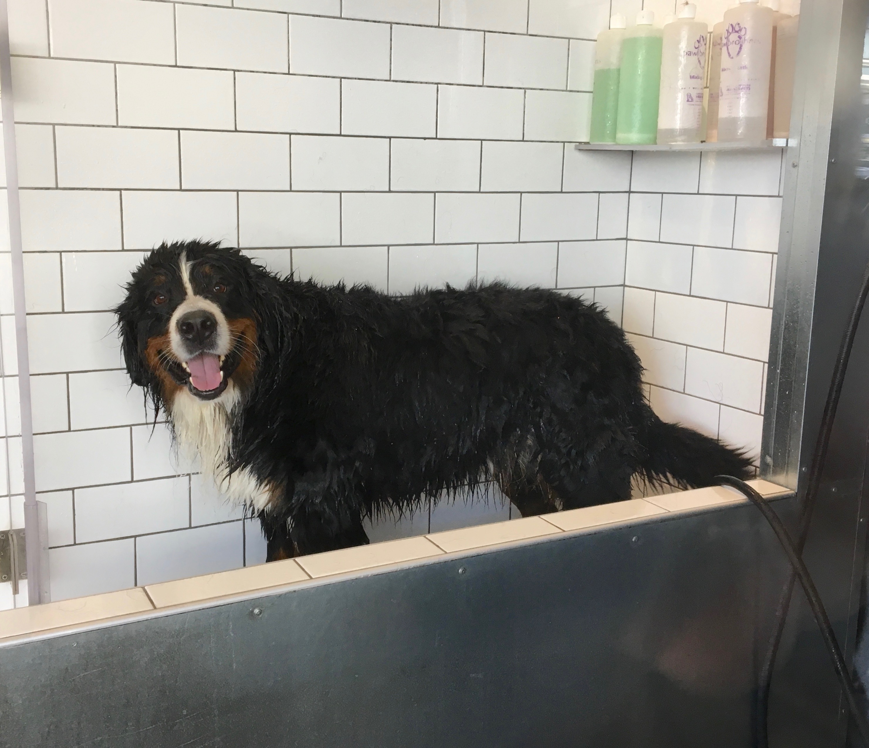 Bernese Mountain Dog In Dog Grooming Bath Looking Delighted
