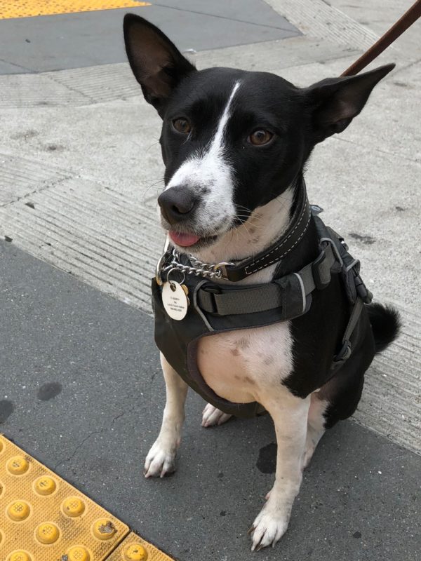 Black And White Basenji Sticking Out Her Tongue