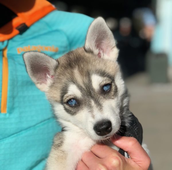 Woman Holding Klee Kai Puppy With Startlingly Blue Eyes