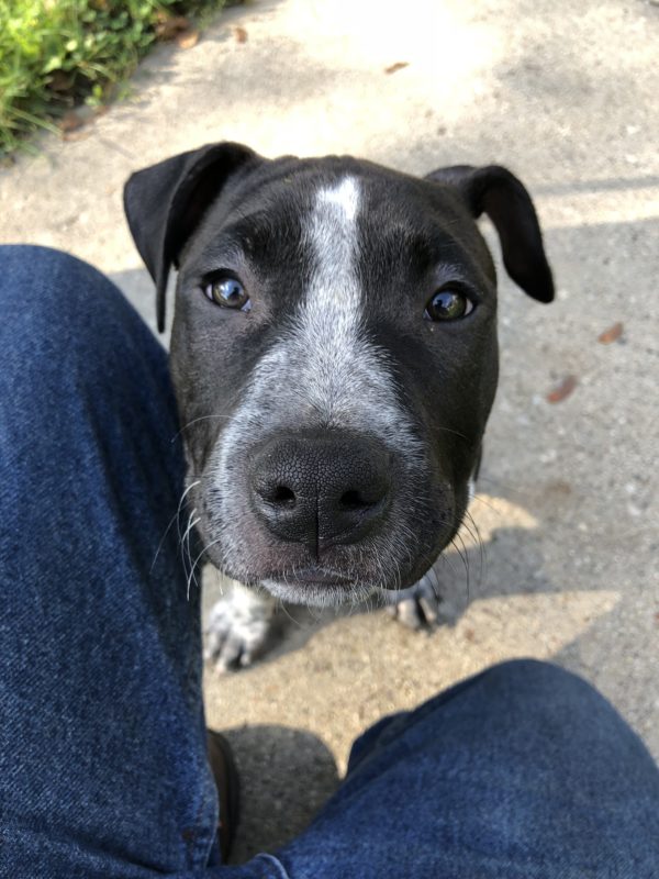 Bluenose Pit Bull Terrier/Bullmastiff Mix Puppy With Her Nose All Up In My Business