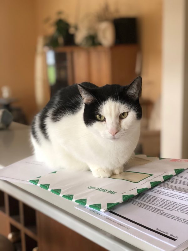 Black And White Piebald Cat Sitting On Mail