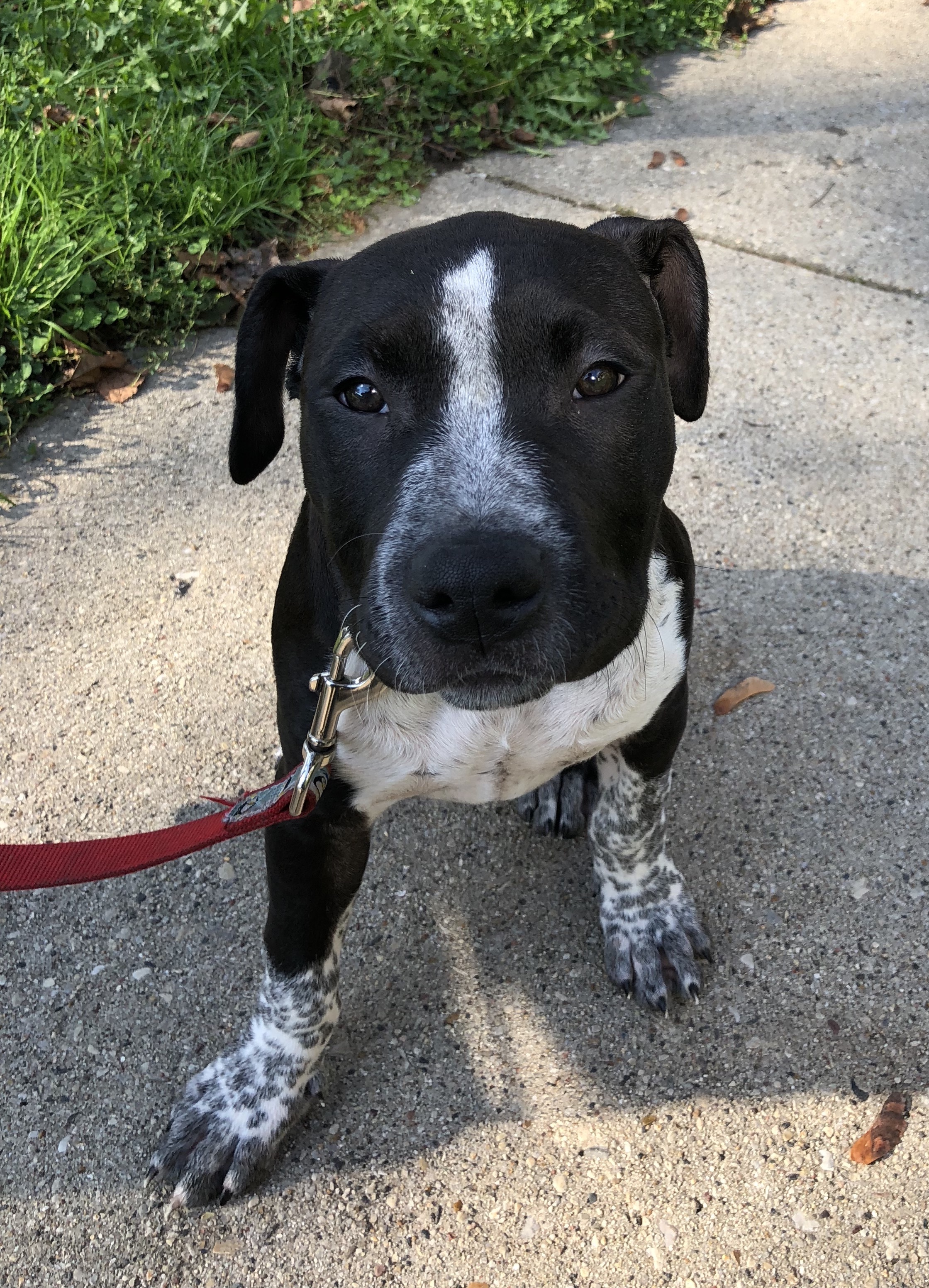 blue nose pitbull bullmastiff mix