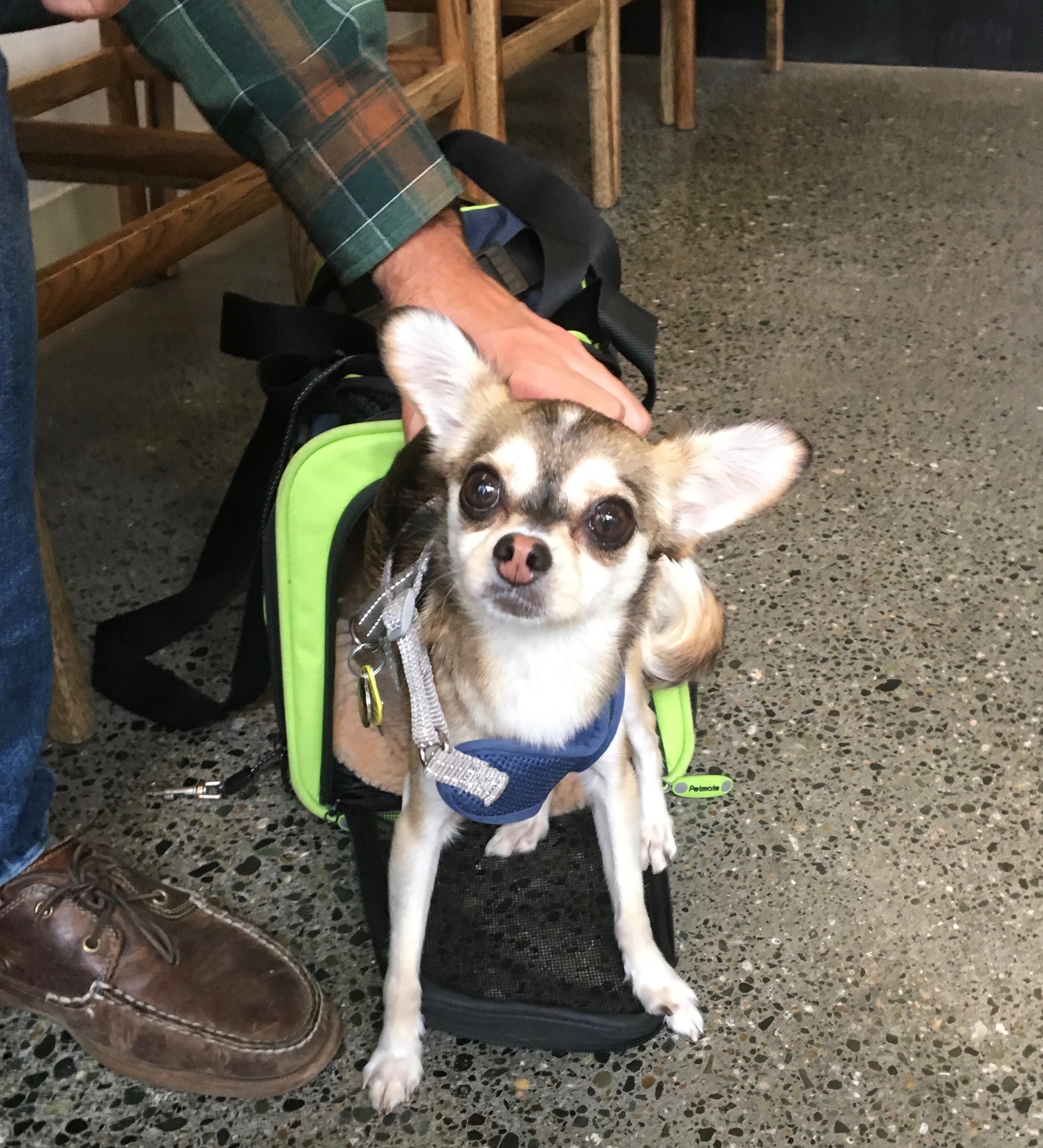 Mixed Breed Dog Coming Out Of A Carrying Bag
