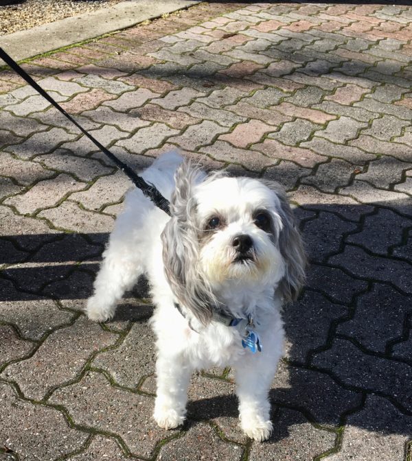 Maltese Poodle Mix, White With Grey Ears