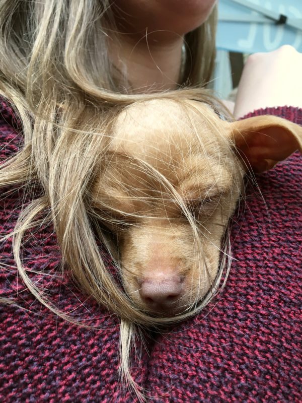 Chihuahua Puppy Sleeping On Woman's Shoulder