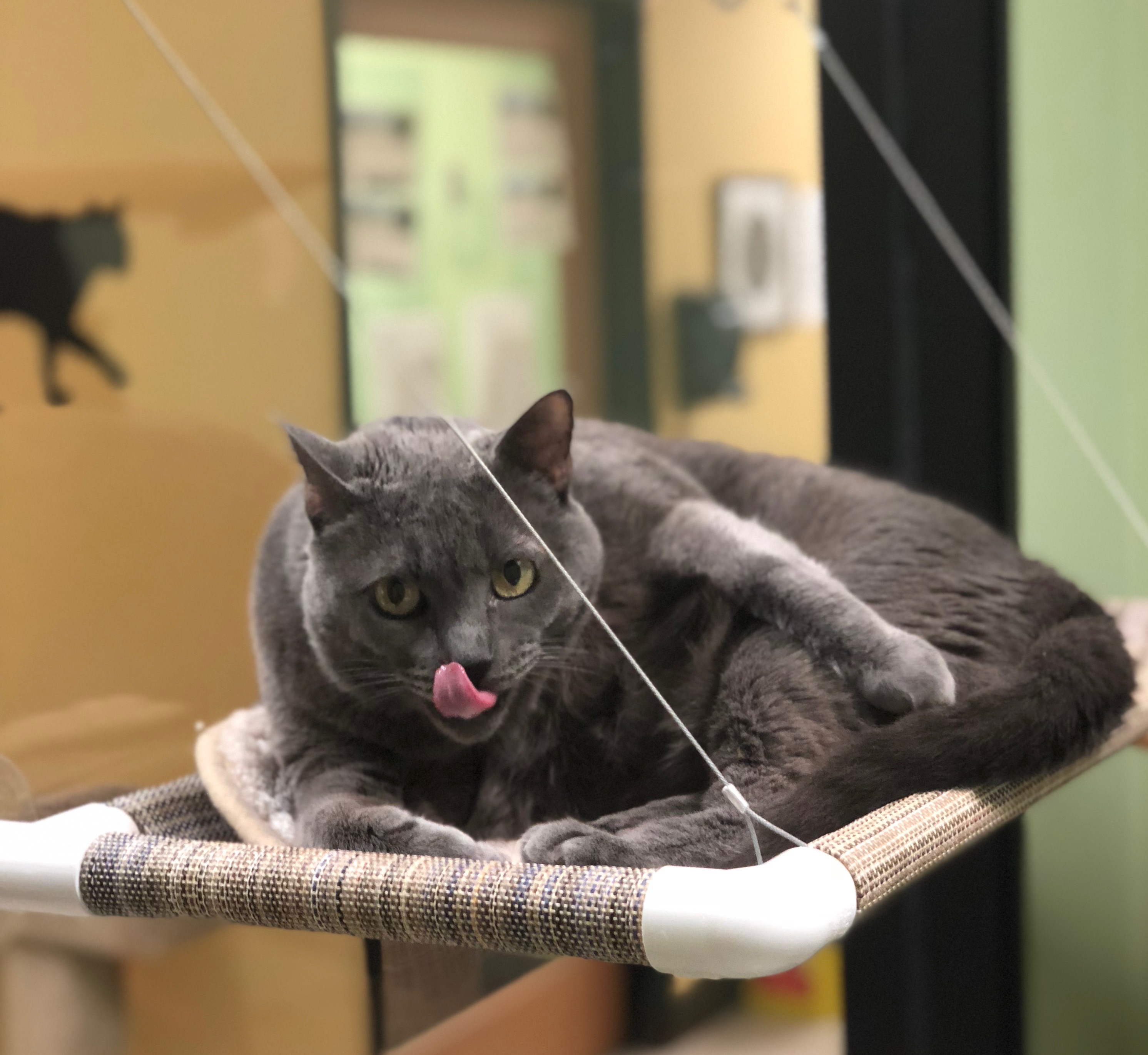 Grey Cat Sticking Out His Tongue