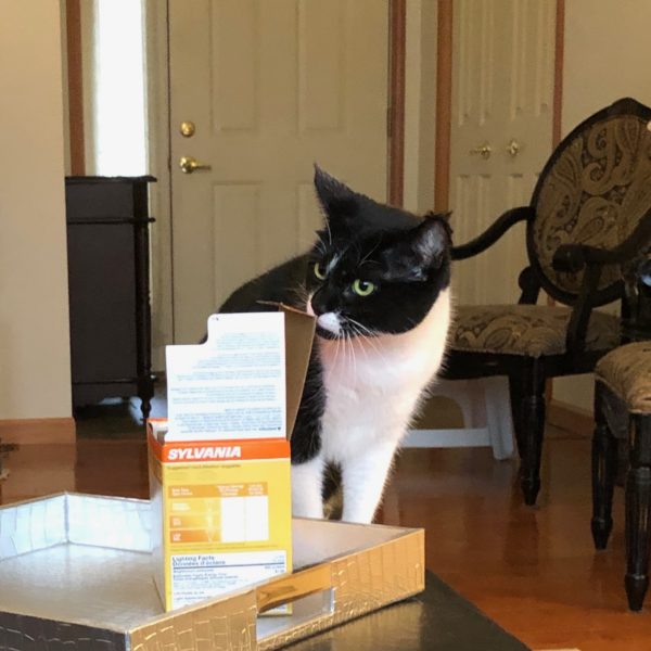 Tuxedo Cat Sniffing At A Box