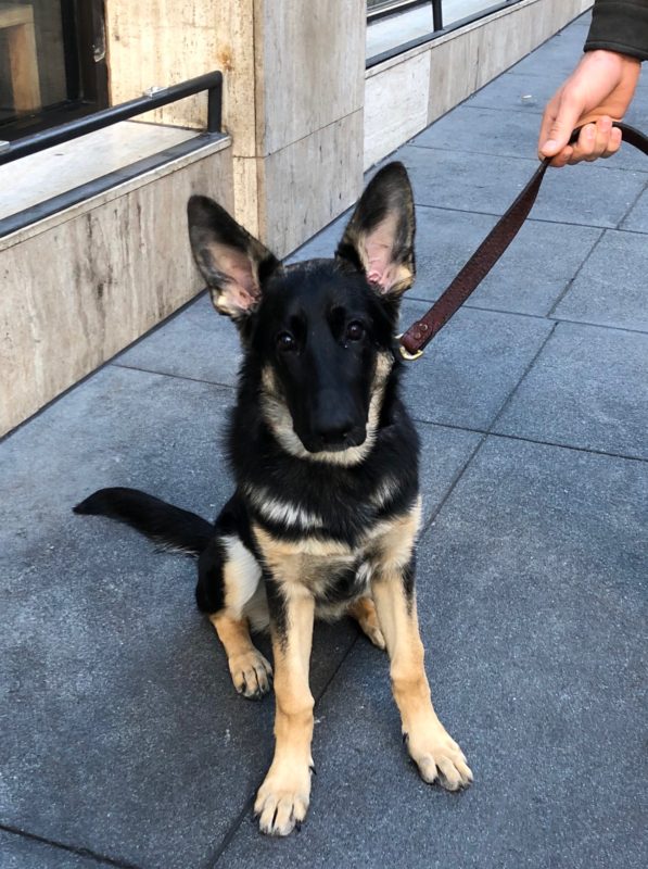 German Shepherd Puppy With Gigantic Ears And A Black Face