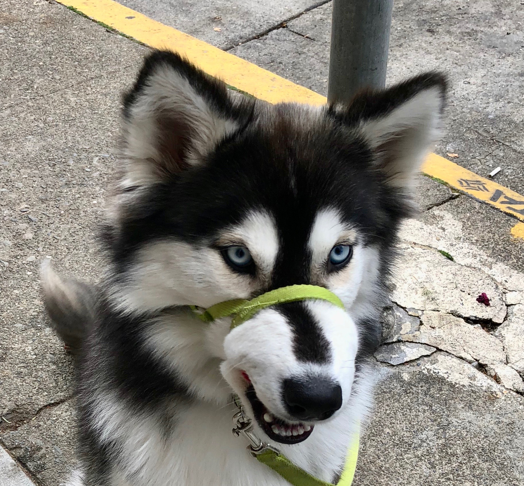 Siberian Husky Wearing Halter Lead That Is All Twisted Up Around Her Muzzle