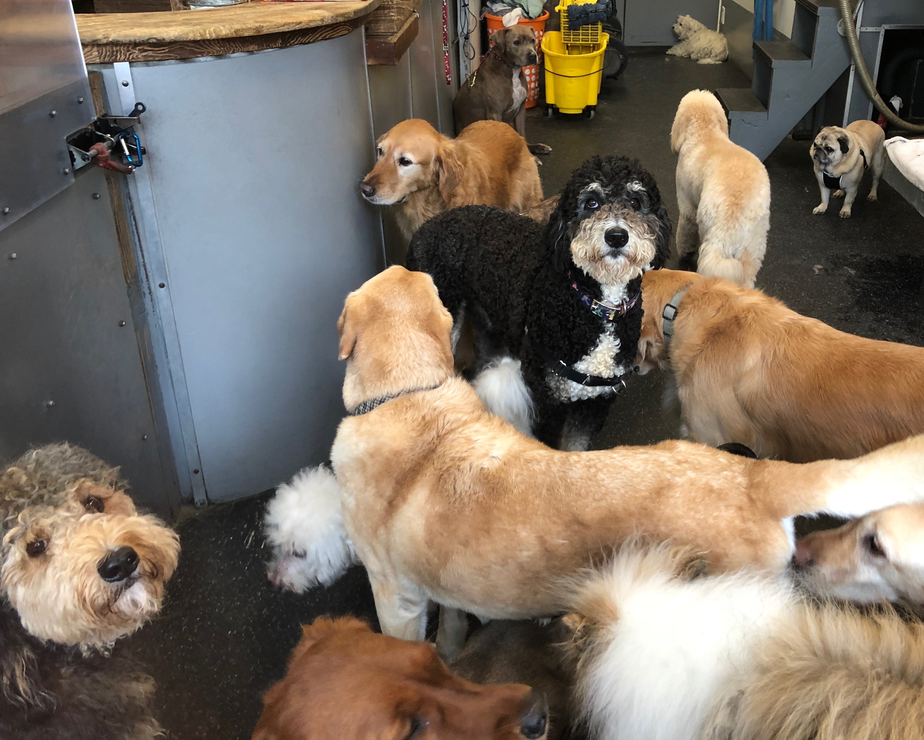 Giant Gaggle Of Dogs In A Dog Grooming Parlor