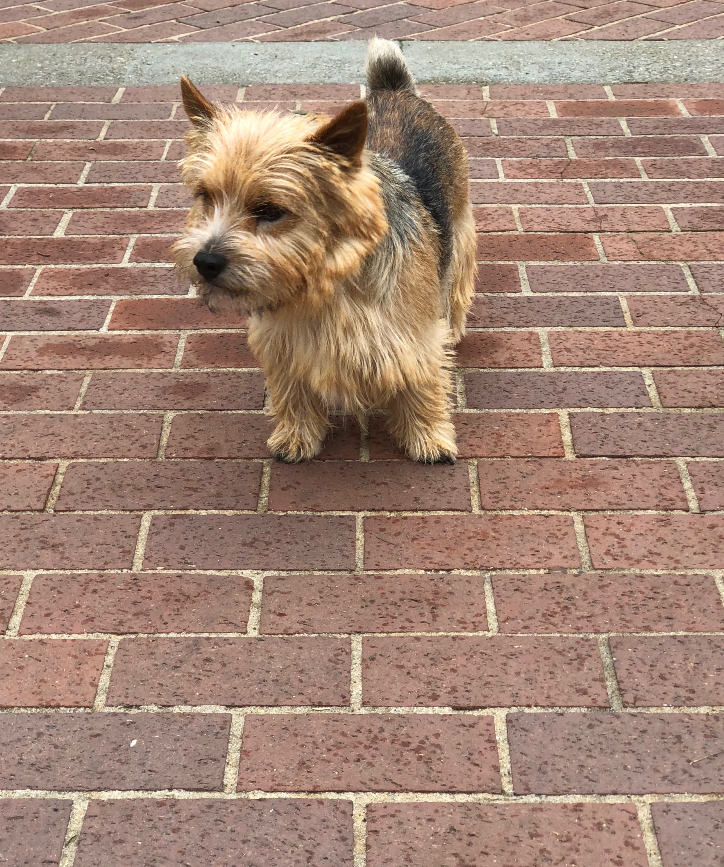 Yorkshire Terrier Standing On Brick Path