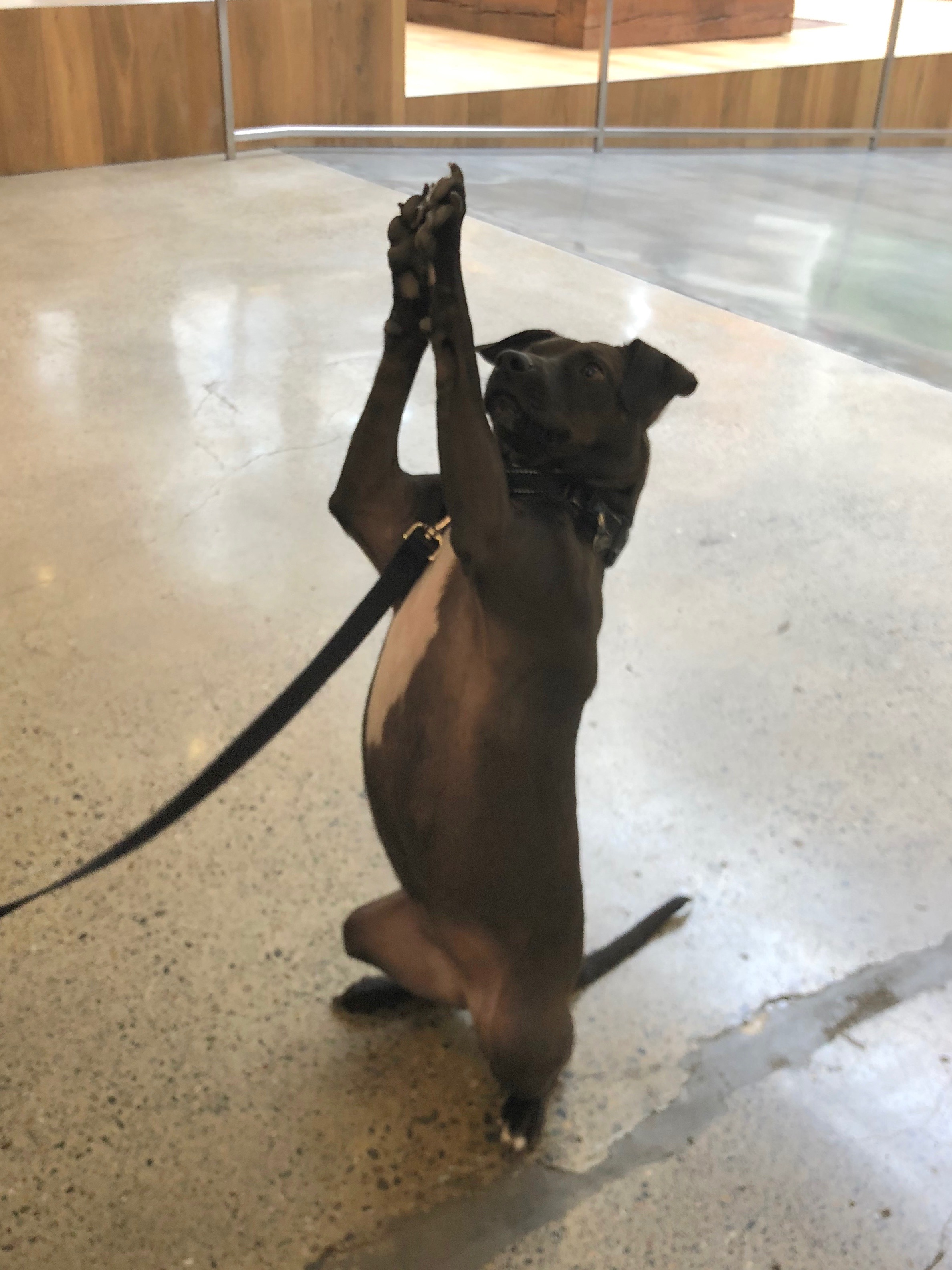 Dog Standing On Hind Legs With Forelegs In The Air