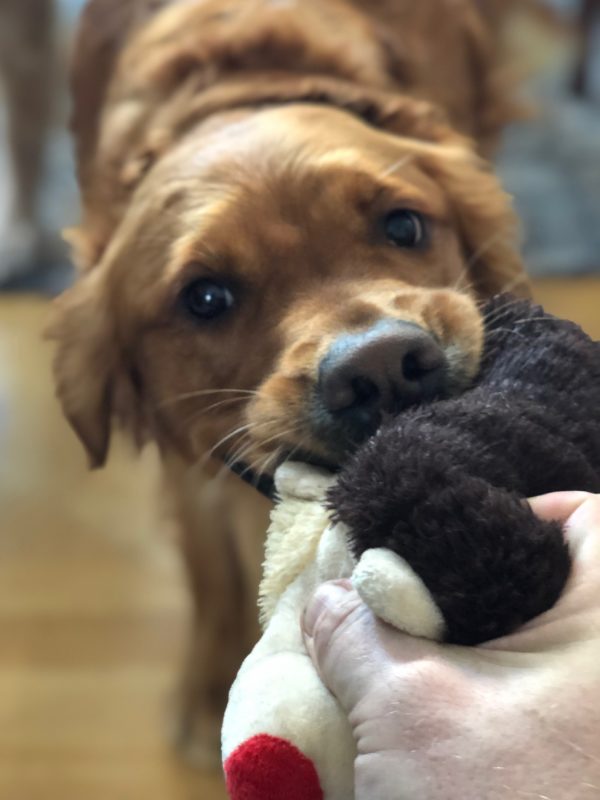 Golden Retriever Playing Tug Of War With Chew Toy