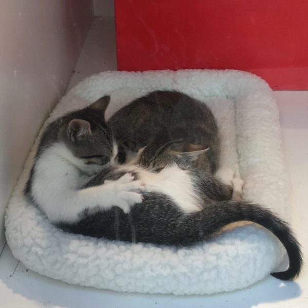 Two Kittens Curled In A Cat Bed