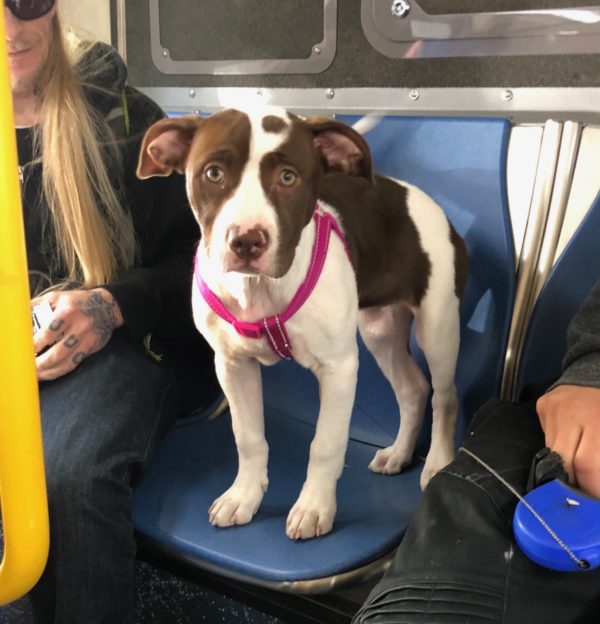 Red-Nose Pit Bull Terrier Puppy In A Bus