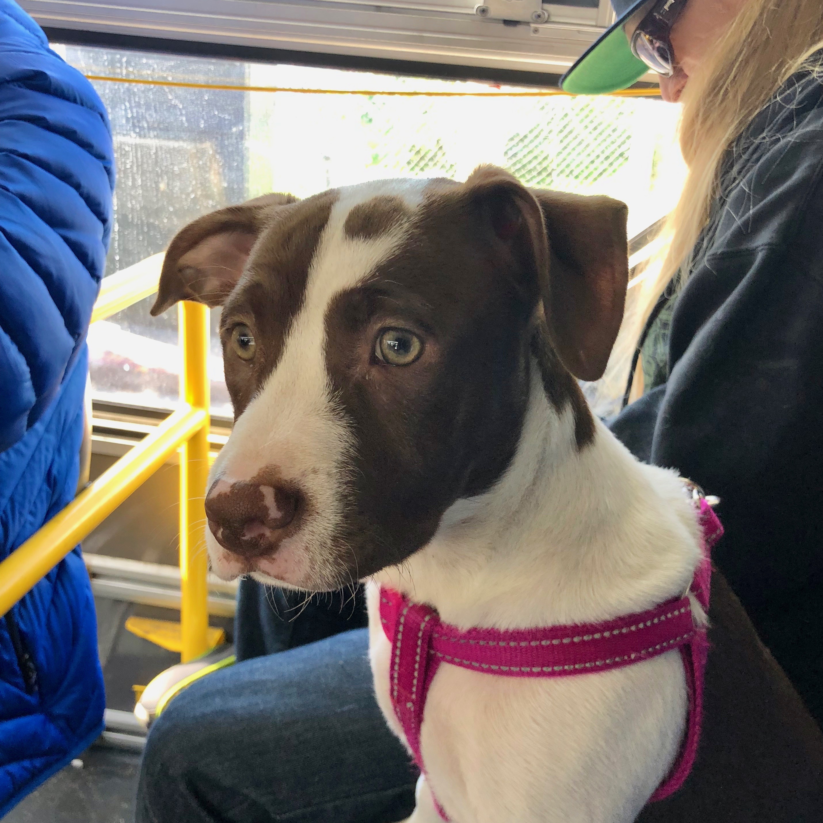 Red-Nose Pit Bull Terrier Puppy In A Bus