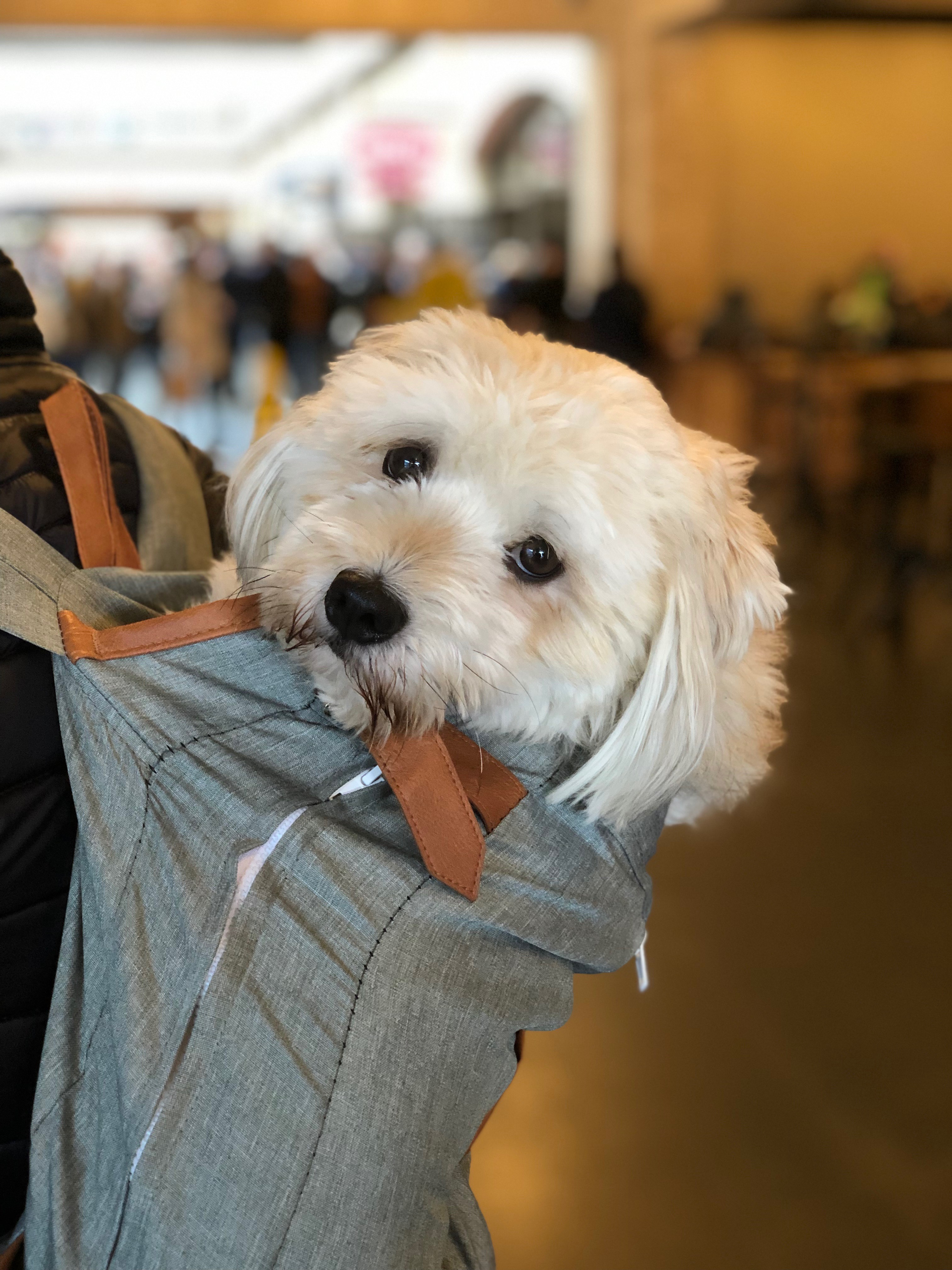 Cockapoo In A Backpack