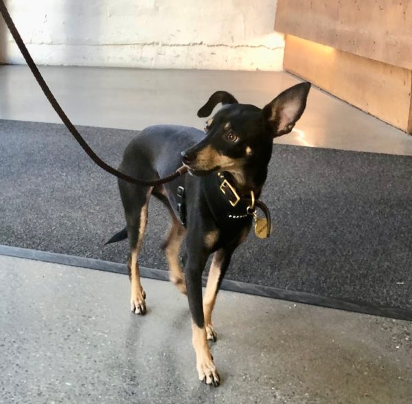 Min-Pin Mix With One Ear Flopped