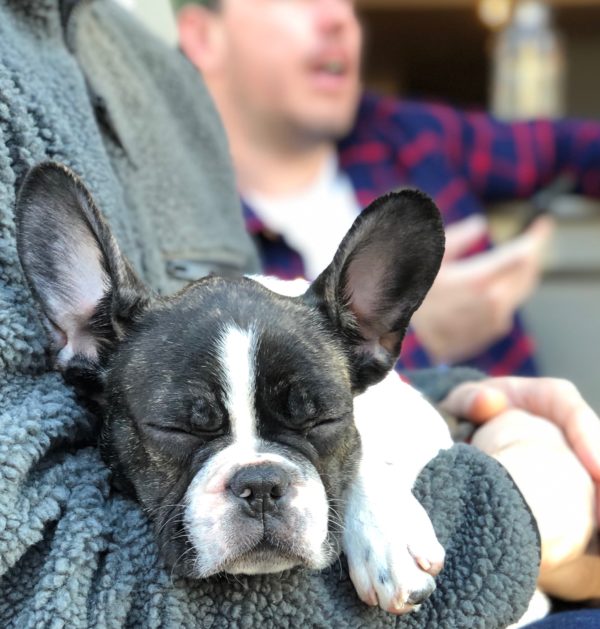 French Bulldog Puppy Sleeping In Man's Arms