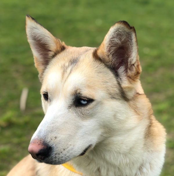Labrador Retriever Husky Mix With Partial Heterochromia Looking Pensive
