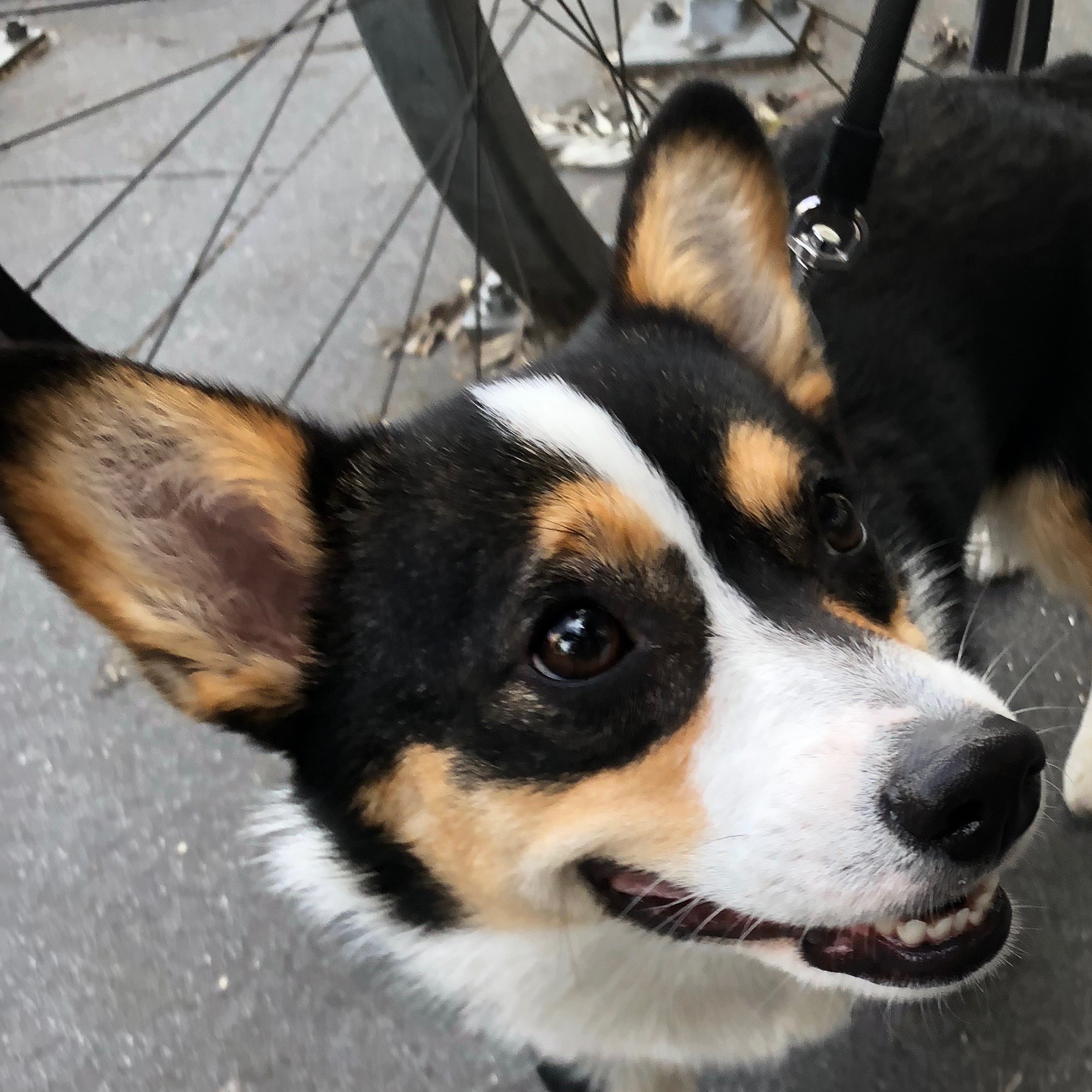 Tricolor Pembroke Welsh Corgi With Brown Ears With Black Rims