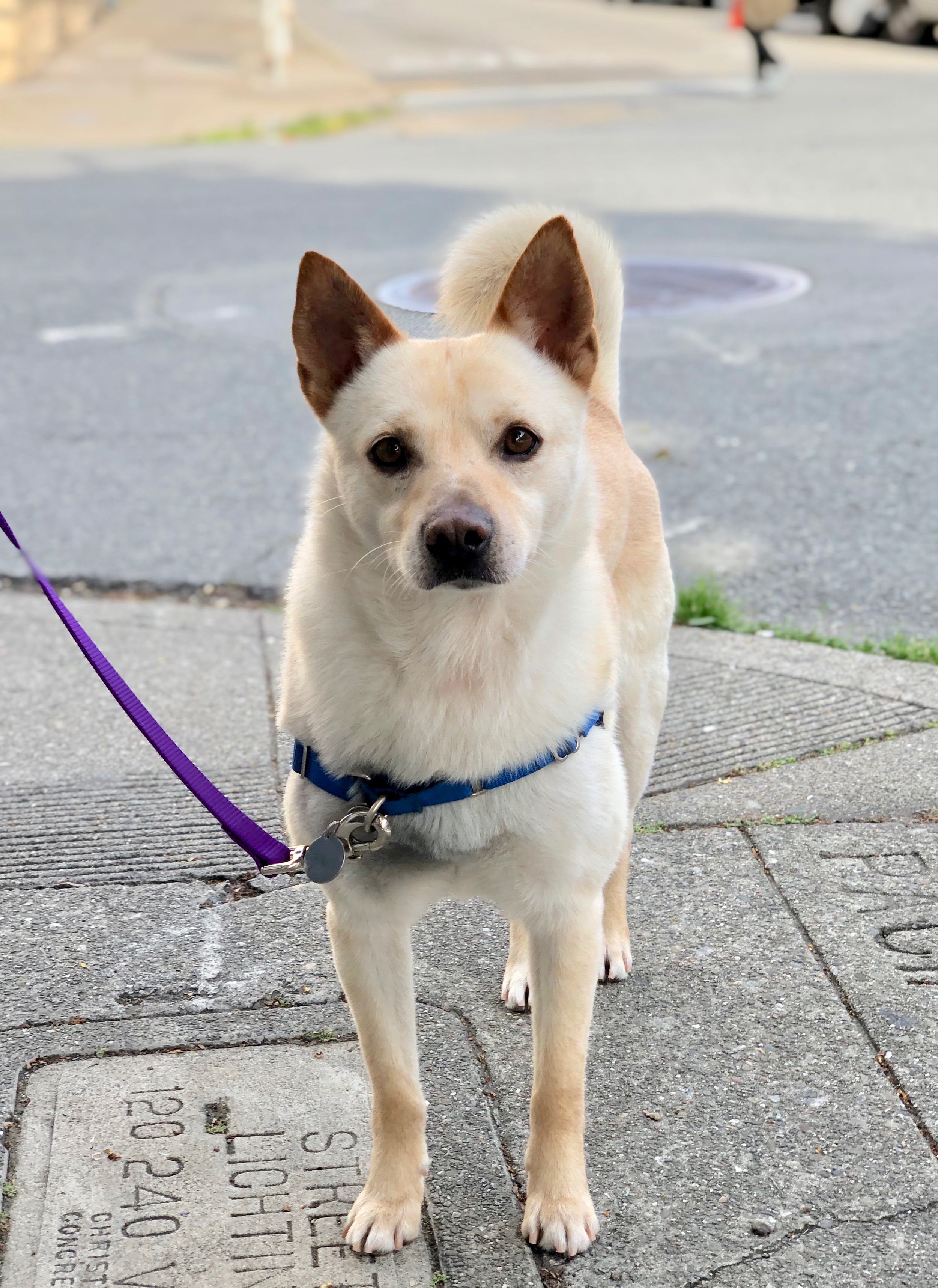 Dog Of The Day Oatmeal The Shiba Inu Mix The Dogs Of San Francisco