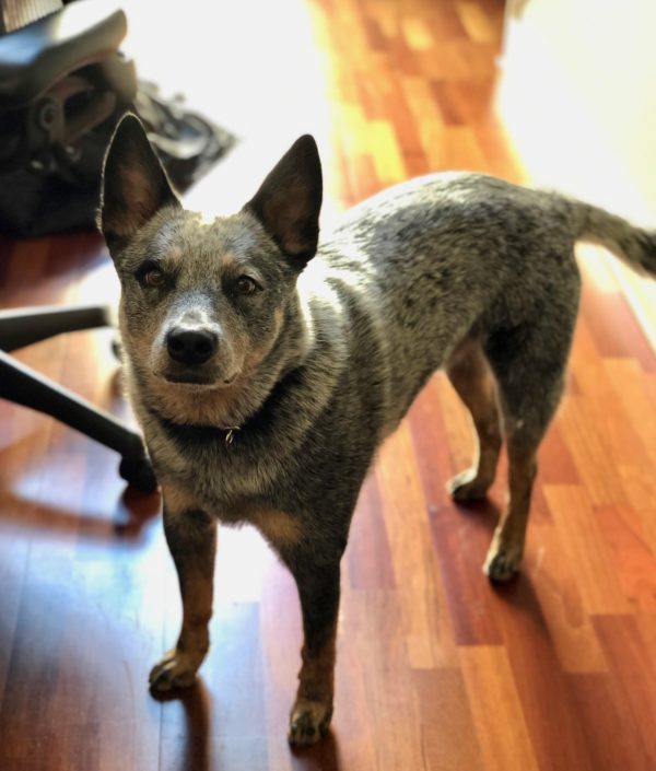Blue Merle Australian Cattle Dog With A Tail