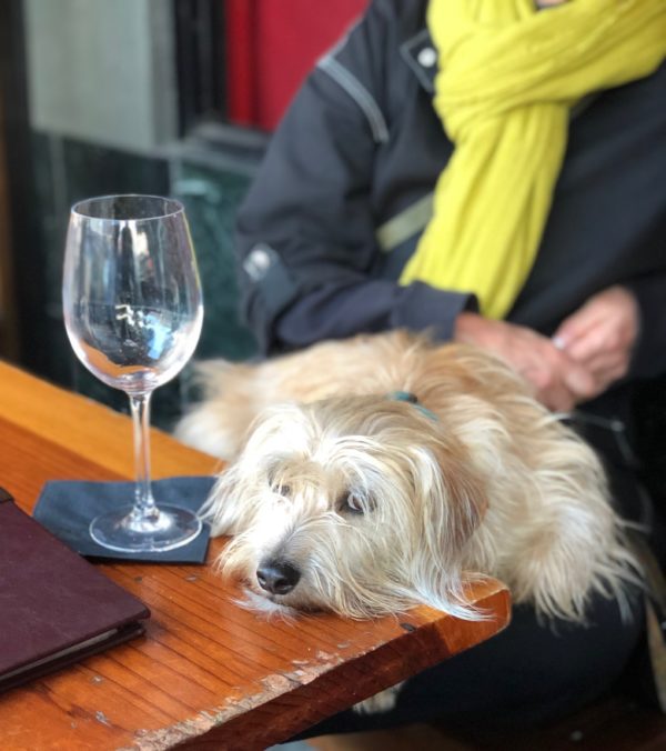 Pooped Pup Next To Empty Wine Glass