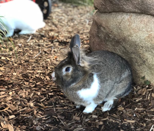 Brown And White Bunny