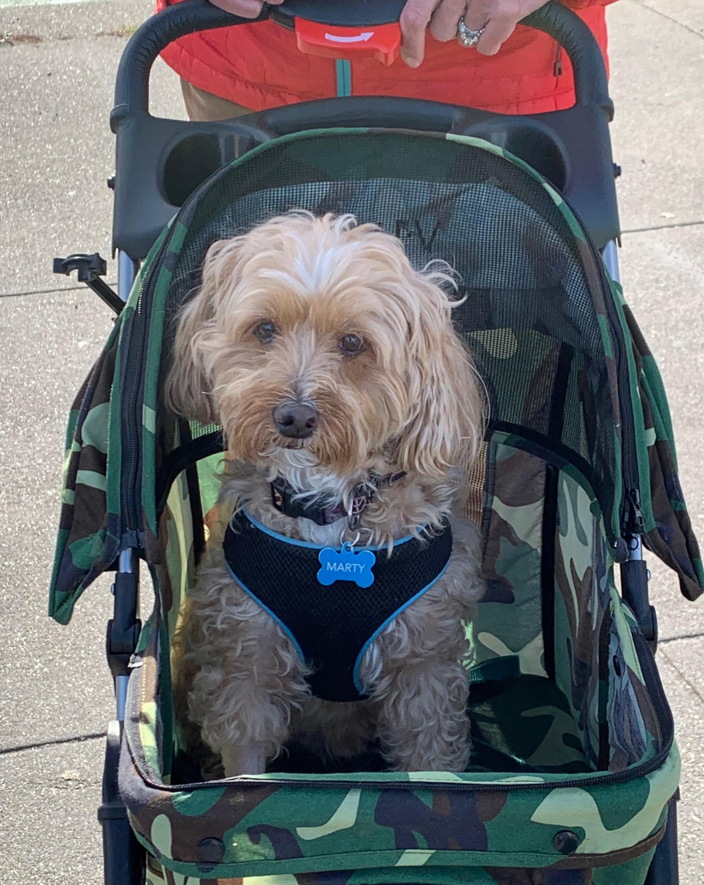 Yorkshire Terrier Poodle Mix In Baby Carriage