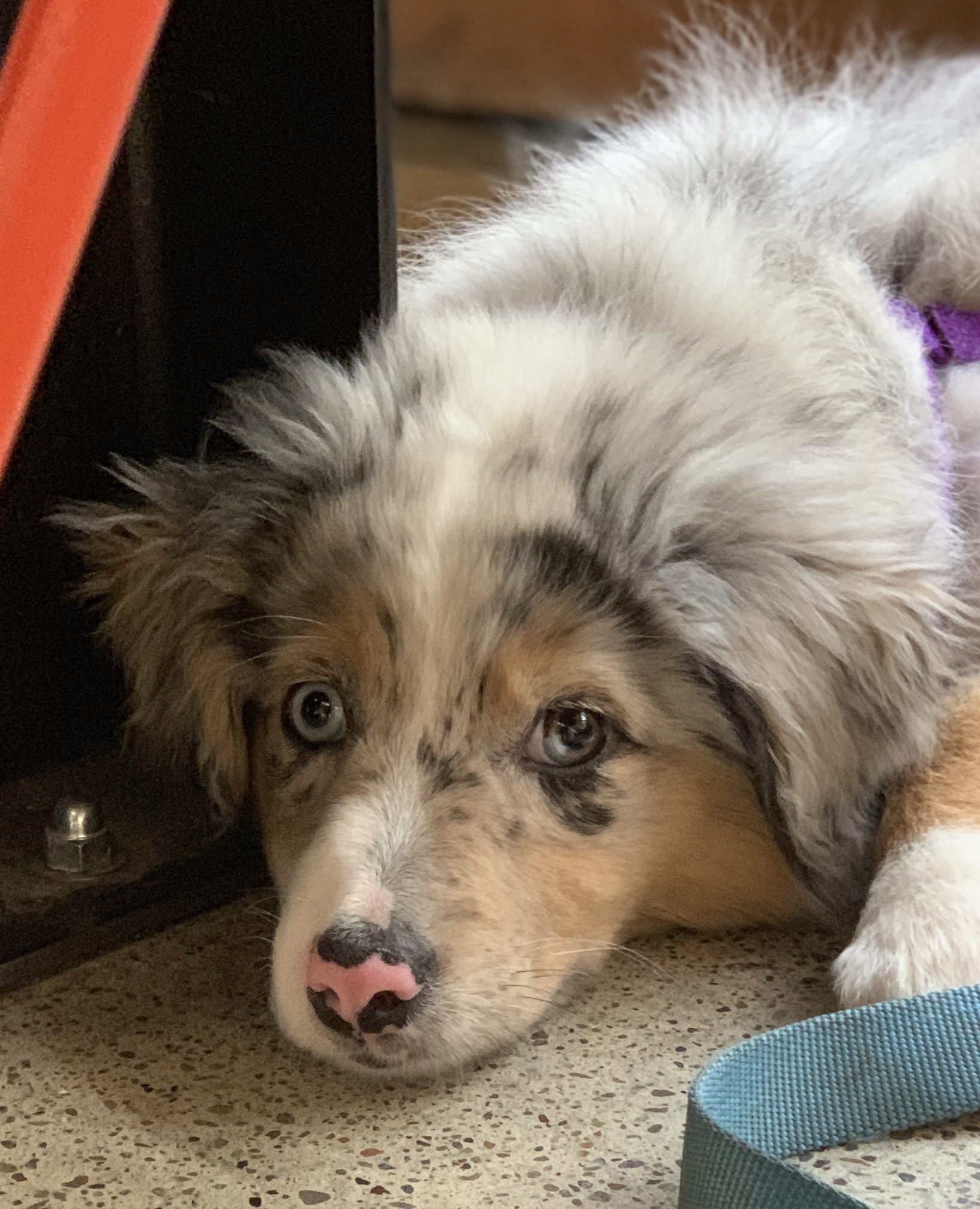 Dog of the Day: Moony the Australian Shepherd Puppy | The Dogs of San ...