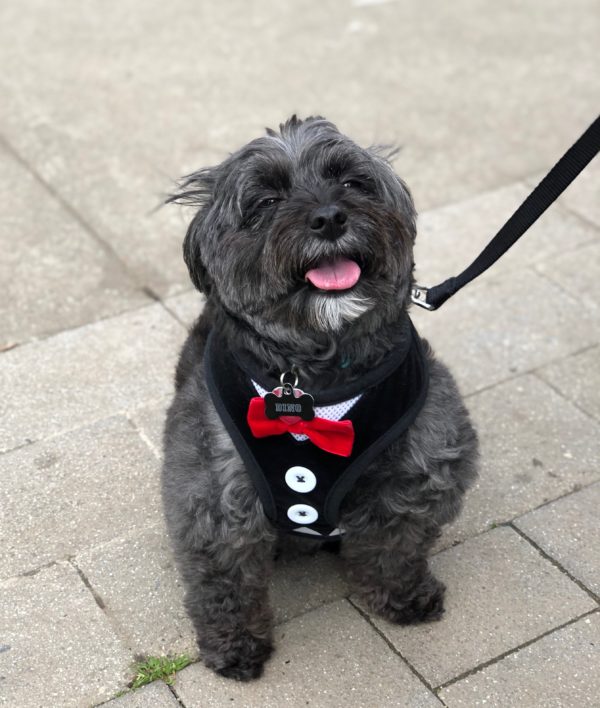 Happy Little Grey Dog Wearing A Tuxedo Halter And Bow Tie