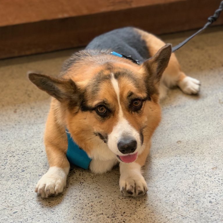 Dog of the Day: Ruckus the Pembroke Welsh Corgi | The Dogs of San Francisco