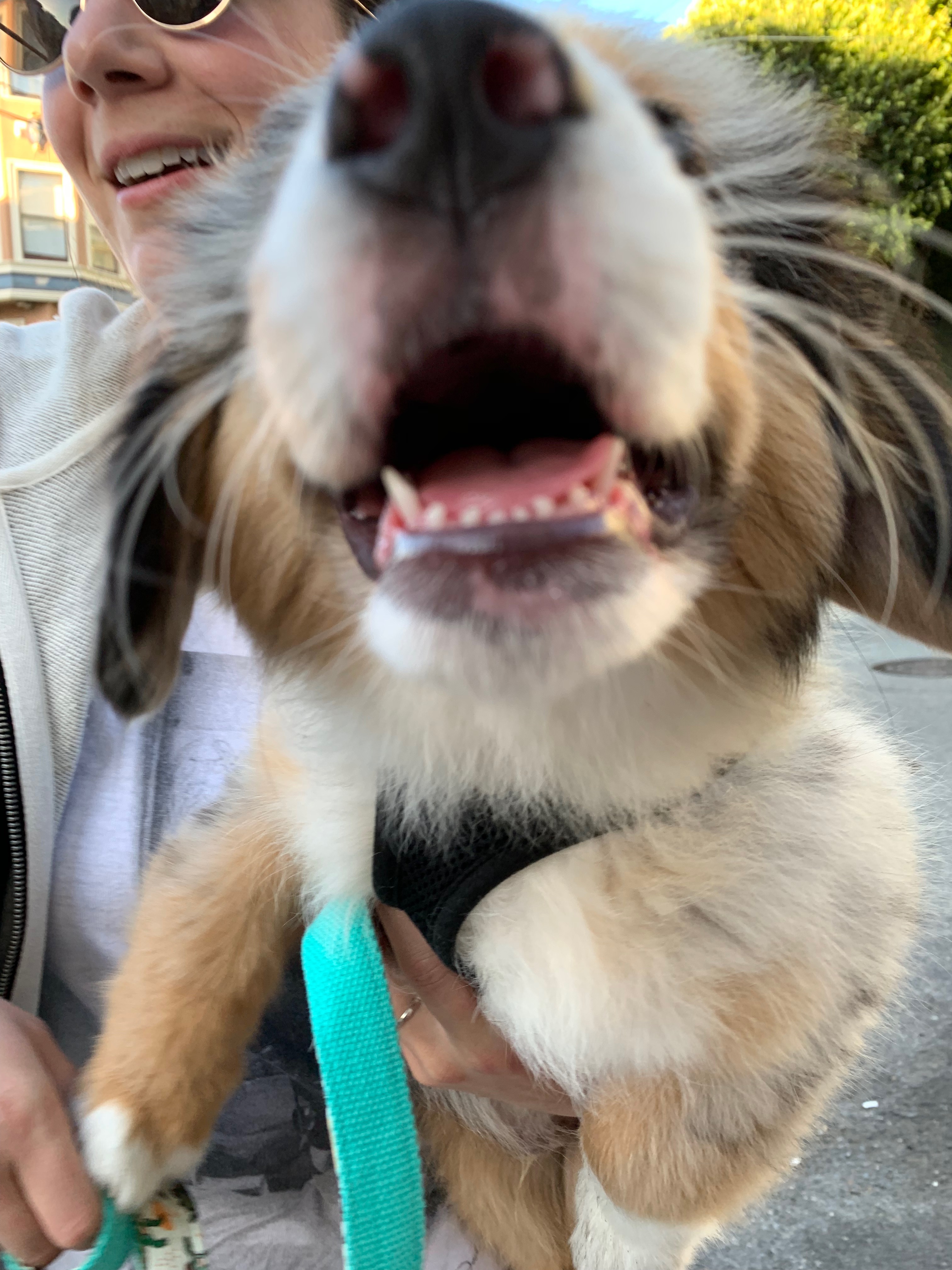 Adorable Fluffy Australian Shepherd Puppy Sticking His Nose Up To The Camera