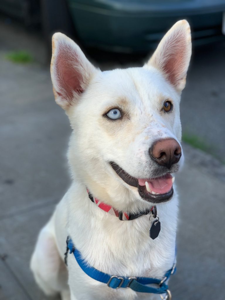 Dog of the Day: Gorgeous Husky White Shepherd Mix | The Dogs of San ...