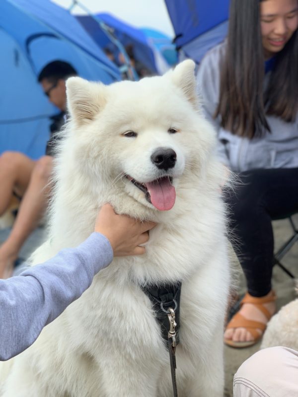 Samoyed Grinning As He Is Petted
