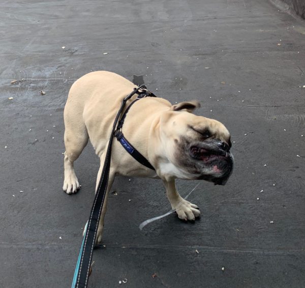 French Bulldog Shaking Drool Off His Face