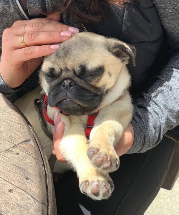 Pug Puppy Being Petted